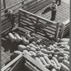 Driving sheep into pen at railroad stockyards. Denver, Colorado