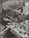 Driving sheep into pen at railroad stockyards. Denver, Colorado