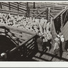 Driving sheep into pen at railroad stockyards. Denver, Colorado