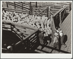 Driving sheep into pen at railroad stockyards. Denver, Colorado