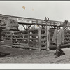Cattlebuyer at stockyards. Denver, Colorado
