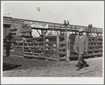 Cattlebuyer at stockyards. Denver, Colorado