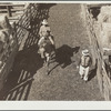 Cattle buyers. Stockyards, Denver, Colorado