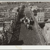 Stockyards, Denver, Colorado