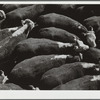 Steers. Stockyards, Denver, Colorado
