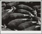 Steers. Stockyards, Denver, Colorado