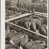 Hereford cattle. Stockyards, Denver, Colorado