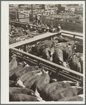 Hereford cattle. Stockyards, Denver, Colorado