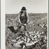 Woman field worker with topped sugar beets. Adams County, Colorado