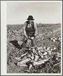 Woman field worker with topped sugar beets. Adams County, Colorado