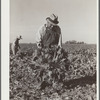 After the beets are pulled, the soil is knocked off before topping. Adams County, Colorado