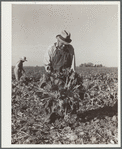 After the beets are pulled, the soil is knocked off before topping. Adams County, Colorado