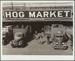 Farmers unloading hogs at stockyards. Denver, Colorado