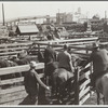 Buyers looking over cattle. Stockyards, Denver, Colorado