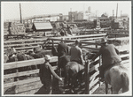 Buyers looking over cattle. Stockyards, Denver, Colorado