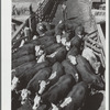 Cattle. Stockyard, Denver, Colorado