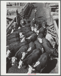 Cattle. Stockyard, Denver, Colorado