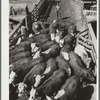 Cattle. Stockyard, Denver, Colorado