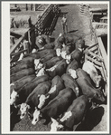 Cattle. Stockyard, Denver, Colorado
