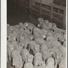 Rancher's son herding sheep. Stockyard, Denver, Colorado