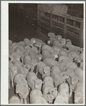 Rancher's son herding sheep. Stockyard, Denver, Colorado