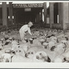 Marking sheep for fur. Stockyards, Denver, Colorado
