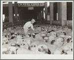 Marking sheep for fur. Stockyards, Denver, Colorado