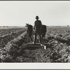 Bows between the pulled beets are flattened before piling the topped sugar beets. Adams County, Colorado