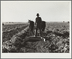 Bows between the pulled beets are flattened before piling the topped sugar beets. Adams County, Colorado
