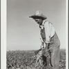 Field worker topping sugar beets. Adams County, Colorado