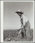 Field worker topping sugar beets. Adams County, Colorado