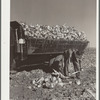 Loading topped sugar beets into truck. Adams County, Colorado