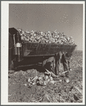 Loading topped sugar beets into truck. Adams County, Colorado