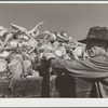 Loading truck with sugar beets. Adams County, Colorado