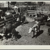 Feeding drought cattle. Stockyard. Billings, Montana