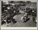 Feeding drought cattle. Stockyard. Billings, Montana