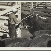 Drought cattle being inspected. Billings, Montana