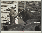 Drought cattle being inspected. Billings, Montana