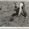 Inspecting a potato plant eaten by grasshoppers. Miles City, Montana
