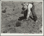 Inspecting a potato plant eaten by grasshoppers. Miles City, Montana