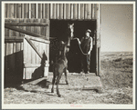 Scene on wheat farm near Bickleton, Washington