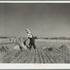 Irrigated fields in the drought area yield a good harvest. Near Billings, Montana