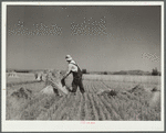 Irrigated fields in the drought area yield a good harvest. Near Billings, Montana