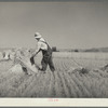 Irrigated fields in the drought area yield a good harvest. Near Billings, Montana