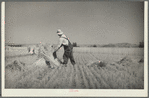Irrigated fields in the drought area yield a good harvest. Near Billings, Montana
