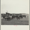 Cattle being driven to stockyards at Belfield, North Dakota, for shipment out of the drought area