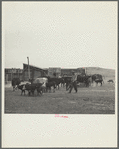 Cattle being driven to stockyards at Belfield, North Dakota, for shipment out of the drought area