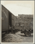 Unloading hay. Dickinson, North Dakota