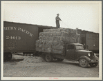 Unloading bales of hay near Dickinson, North Dakota