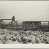 Shipping sheep out of drought area. Belfield, North Dakota